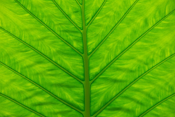 green leaf
