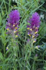 Melampyrum arvense / Mélampyre des champs