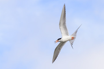 Tern in flight