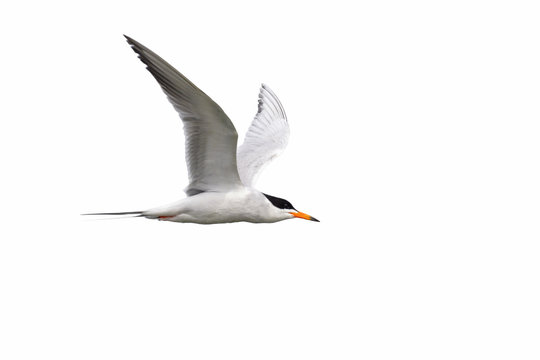 Tern isolated on white background