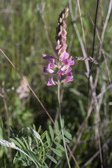Onobrychis sativa / Sainfoin cultivé
