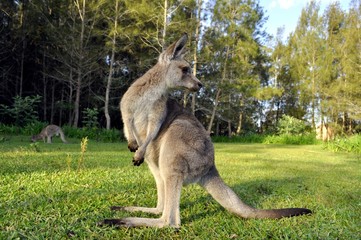 Naklejka na ściany i meble magnifique Kangourou d'Australie sauvage en pleine nature verte