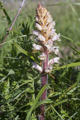 Orobanche