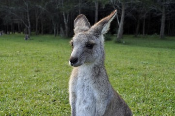 Kangourou dans la nature