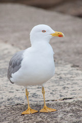 Fototapeta na wymiar lone seagull, front view, looking sidewards