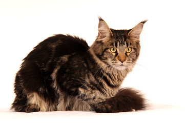 Maine Coon Katze liegend Freisteller