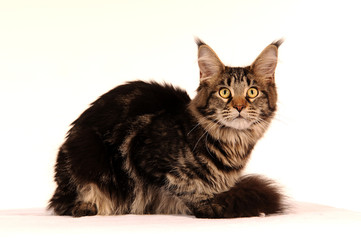 Fototapeta premium Maine Coon Katze liegend Freisteller