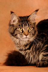 Naklejka na ściany i meble Maine Coon Katze auf Portret Braun