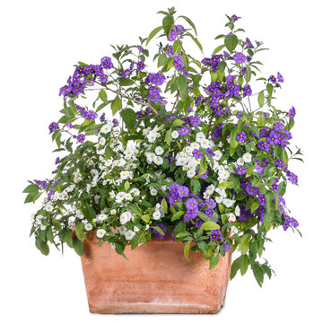 Flowerpot with white and purple solanum