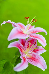 Lilies in the garden