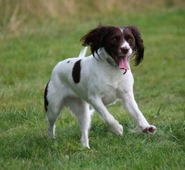 working tye english springer spaniel pet gundog running