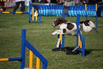 working type english springer spaniel gundog pet agility jump