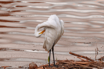 White heron on polluted river