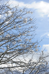 Trees with snow on it