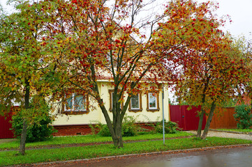 Rowan bushes in front of the yellow house in the Russian village