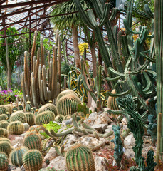 Cactus background