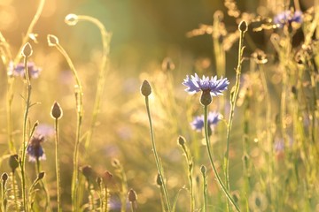 Cornflower in the field backlit by the setting sun