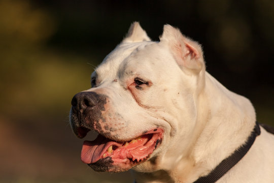 Ritratto di cane razza Dogo Argentino