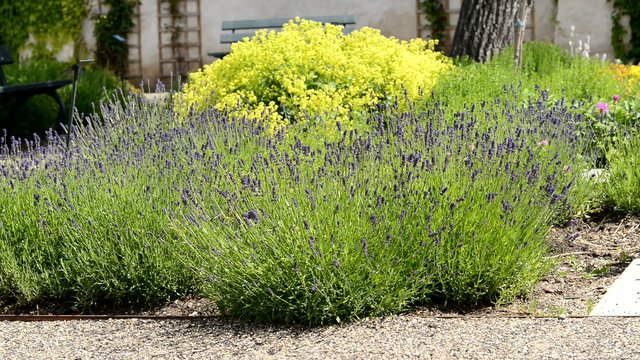 Levander in the garden, zoom in,telephoto lens