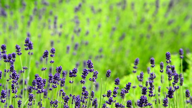 Levander in the garden, panning,sliding