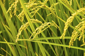 Rice field