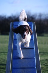 working type english springer spaniel pet gundog agility dogwalk