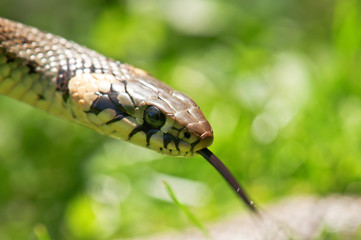 snake