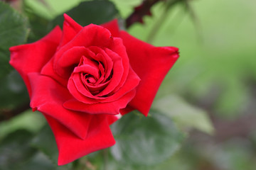 Rote Rose