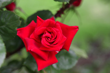 Rote Rose