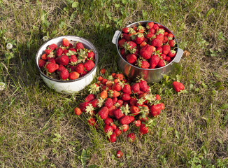 fresh strawberry photo