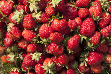 fresh strawberry photo