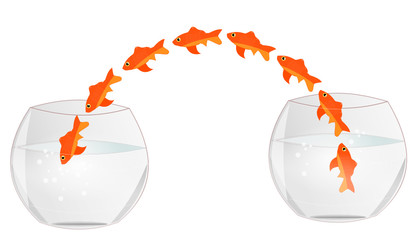 D'un aquarium &agrave; l'autre