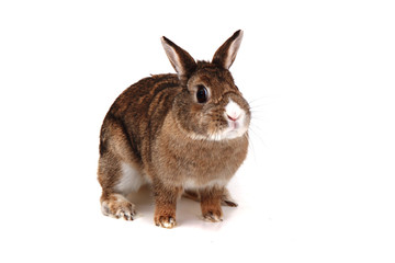 small brown bunny (pet)