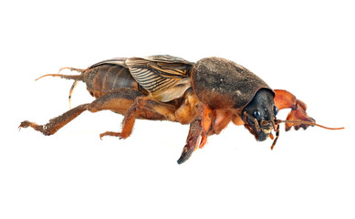 Mole cricket