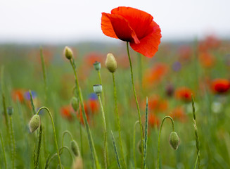 Fototapeta Polne maki pośród traw i kwiatów polnych obraz