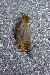 Toter Singvogel auf dem Asphalt einer Straße