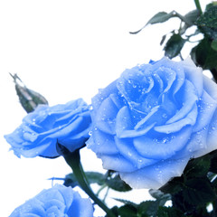 Blue rose - obrazy, fototapety, plakaty