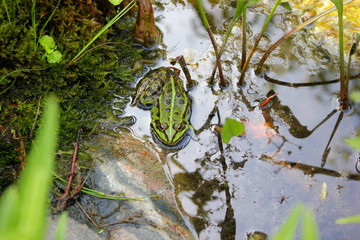 Naklejka premium Ein Teichfrosch sitzt in einem Gartenbiotop im Wasser