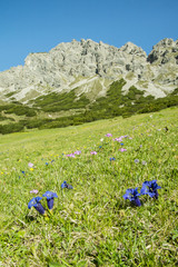 Bergwelt