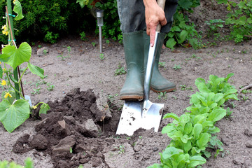 Mann gräbt Beet um mit Schaufel, Pflanzreihen