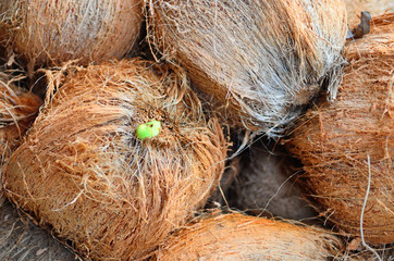 Coconuts on a farmers market
