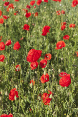 Red poppies.