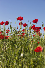 Obraz premium Red poppies.