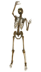 Human Skeleton