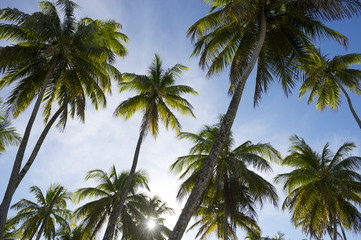 Fototapeta na wymiar Sun Sets Through Coconut Palm Trees Grove
