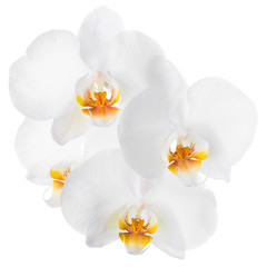 Naklejka na ściany i meble Branch of blooming beautiful white with yellow orchid flower, ph
