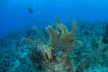 Caribbean Reef and Divers