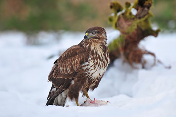 Common buzzard feeding