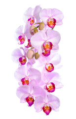 Fototapeta na wymiar Branch of blooming gentle pink orchid flower, phalaenopsis is is