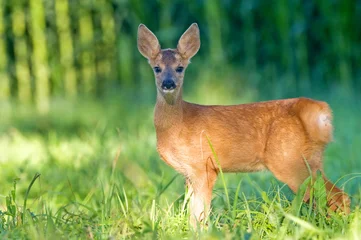 Garden poster Roe Juvenile roe deer - bambi
